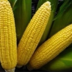 朝採れ　とうもろこし　4本600円