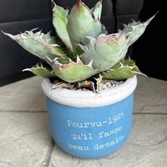 アガベ　ブラック＆ブルー