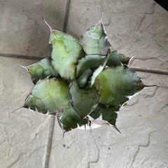 アガベ　ブラック＆ブルーの画像