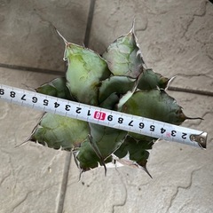 アガベ　ブラック＆ブルーの画像