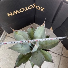 かなり大きい❗️アガベ　ホワイトアイスの画像