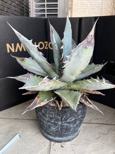 かなり大きい❗️アガベ　ホワイトアイス