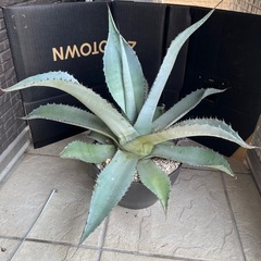 かなり大きい❗️アガベ　50cm越え