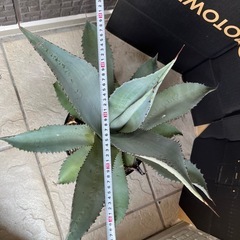 かなり大きい❗️アガベ　50cm越えの画像