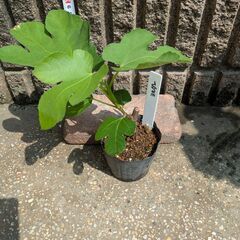 イチジク ヨルダン 苗木の画像