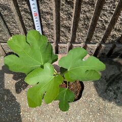 イチジク ヨルダン 苗木の画像
