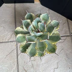 アガベ 吉祥冠錦の画像