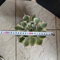 アガベ 吉祥冠錦の画像