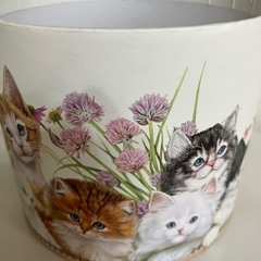猫の箱の画像