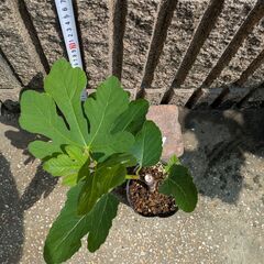 イチジク ブラックマデイラKK 苗木の画像