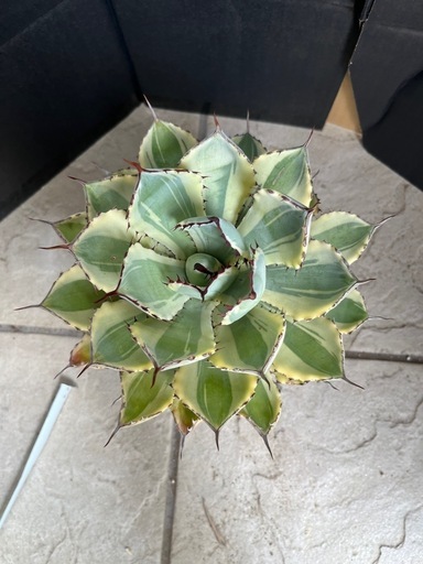 大きめ❗️アガベ　吉祥冠錦