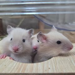 ゴールデンハムスター　 - その他