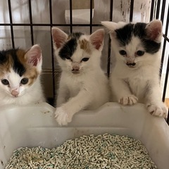 子猫の里親募集