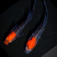 🅿️Ｓ🅱️全淡水魚飼育に最強液体バクテリア2000 ml高濃度メダカ針子.成長.抜群No2750本目の画像