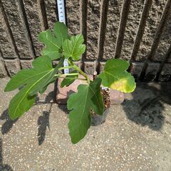 イチジク シャーアンバー 苗木の画像