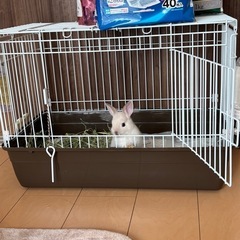 ネザーランドドワーフ　うさぎ　1ヶ月
