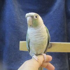 すてぱん様オーダーページ 猫 ウロコインコ すてぱん様オーダーページ 猫 ウロコインコ