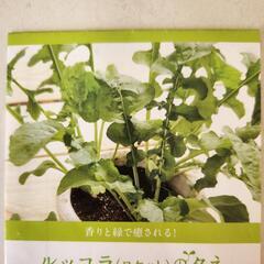 料理に使える種　三種セットの画像
