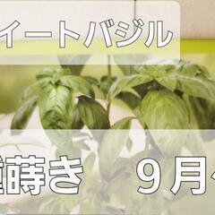 料理に使える種　三種セットの画像