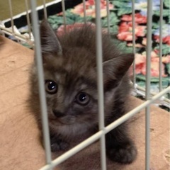里親様決定！グレーの中毛の綺麗な毛色の子猫　2ヶ月❤️