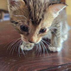 キジ柄の子猫です