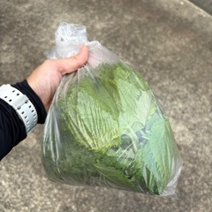 富士市　大葉摘み放題の画像