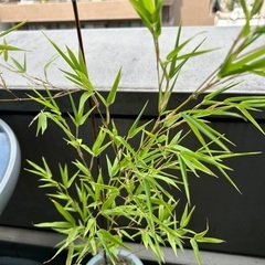 【植物】黒竹　クロチクの画像