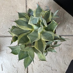 アガベ 王妃兜蟹錦の画像