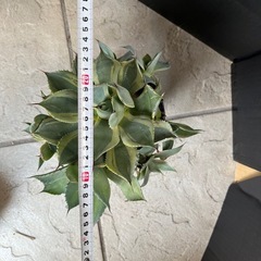 アガベ 王妃兜蟹錦の画像