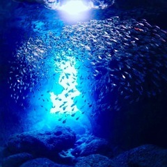 体験ダイビングやってみませんか🐳✨