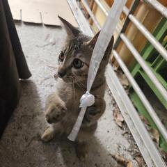 【家族になって下さい】3ヶ月くらいの子猫