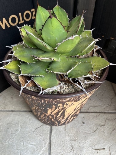 希少❗️かなり大型❗️アガベ