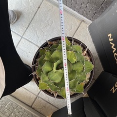 希少❗️かなり大型❗️アガベの画像