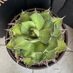 希少❗️かなり大型❗️アガベの画像