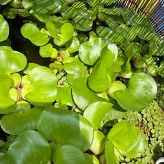 水草　ホテイソウ　浮き草の画像