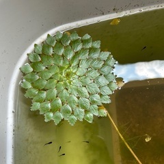 ウォーターダイヤ水草の画像