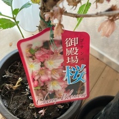 桜の苗木の画像