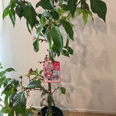 桜の苗木の画像