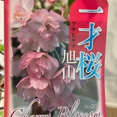 桜の苗木
