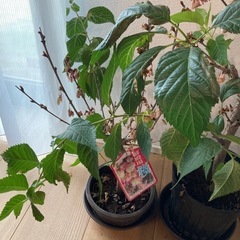 桜の苗木の画像