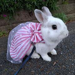 うさぎ友達募集　♡・x・♡