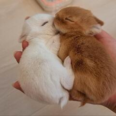 うさぎ友達募集　♡・x・♡ - 北九州市