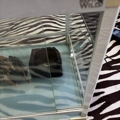 レプティーワイルド60cmケージセット　爬虫類の画像