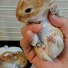 うさぎ友達募集　♡・x・♡ - 友達