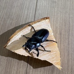 インド　アンタエウスオオクワガタ成虫♀の画像
