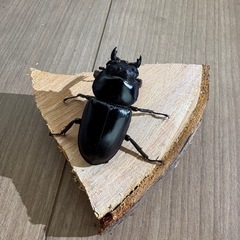 インド　アンタエウスオオクワガタ成虫♀の画像