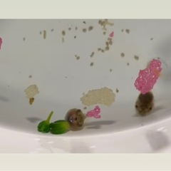 おたまじゃくしの画像