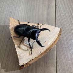 パラワンオオヒラタ成虫♂ ミニチュアの画像