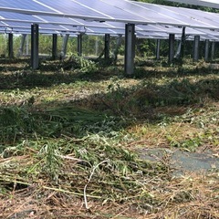 岩国　草刈　7日間　玖珂ic近く　8日〜