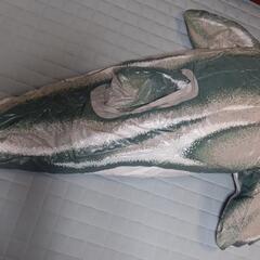 イルカの大型浮き輪の画像